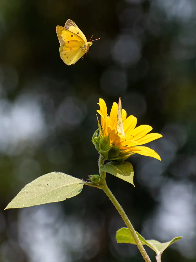 Elisa Stone Cekhgixogta Unsplash